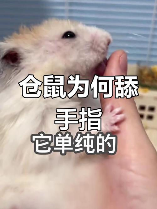 小仓鼠为什么一直舔自己的手_信任与依赖的亲密表达 小仓鼠为什么一直舔自己的手_信任与依赖的亲密表达