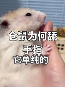 小仓鼠为什么一直舔自己的手_信任与依赖的亲密表达