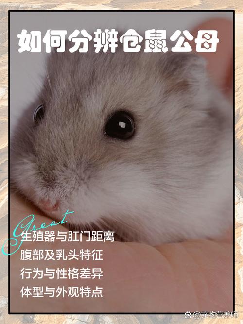 一公一母仓鼠晚上为什么会叫_仓鼠夜叫怎么办？原因与解决方法