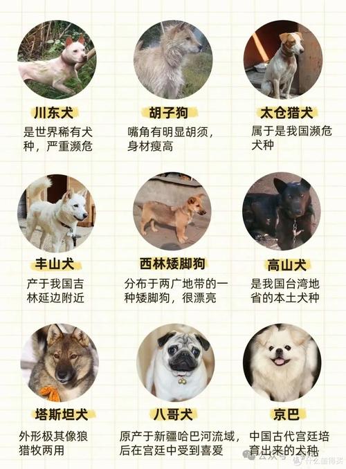 全国十大正规犬舍_健康营养个性化全解析