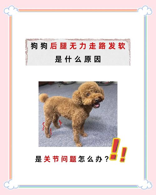 小泰迪怎么突然四肢无力_小泰迪腿软无力怎么办?需警惕! 小泰迪怎么突然四肢无力_小泰迪腿软无力怎么办?需警惕!