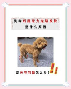 小泰迪怎么突然四肢无力_小泰迪腿软无力怎么办？需警惕！