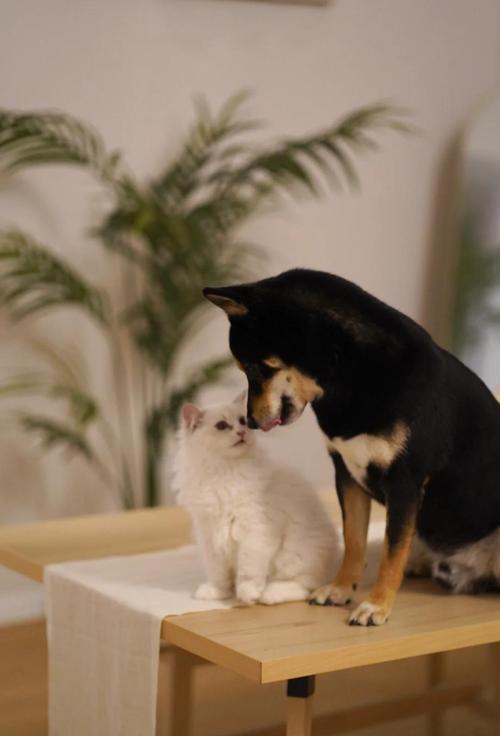 猫把主人当伴侣的表现_慢眨眼蹭你露肚皮等，它们视你为家人！