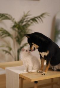 猫把主人当伴侣的表现_慢眨眼蹭你露肚皮等，它们视你为家人！