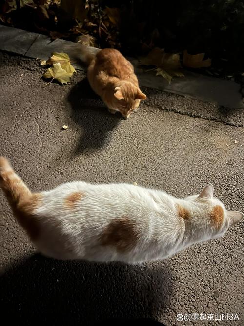 流浪猫能吃火腿肠吗?偶尔喂食需注意! 流浪猫能吃火腿肠吗?偶尔喂食需注意!