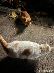 流浪猫能吃火腿肠吗？偶尔喂食需注意！