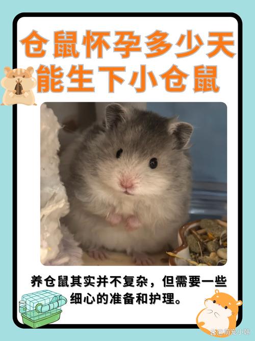 母仓鼠多大可以怀孕_仓鼠怀孕期护理要点 母仓鼠多大可以怀孕_仓鼠怀孕期护理要点