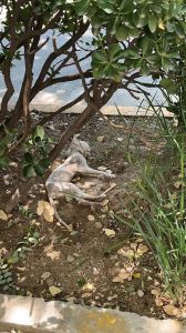 猫死了会恨主人吗_猫咪安乐死不记恨，主人别自责