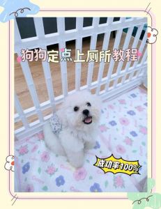 狗厕所上的屎怎么清理_快速清理狗狗便便妙招