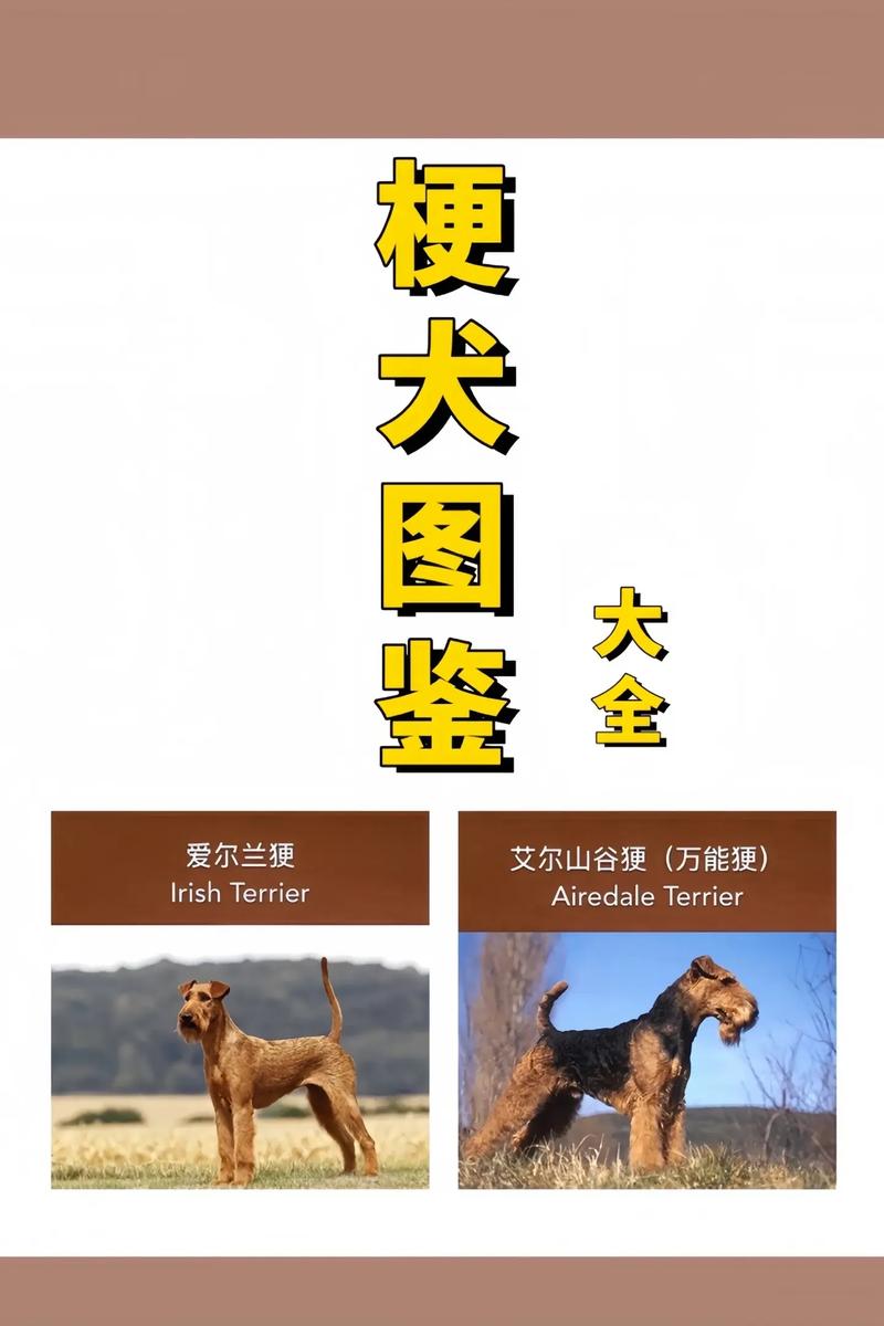 最厉害的梗犬品种_梗犬种类多,选对送关爱! 最厉害的梗犬品种_梗犬种类多,选对送关爱!