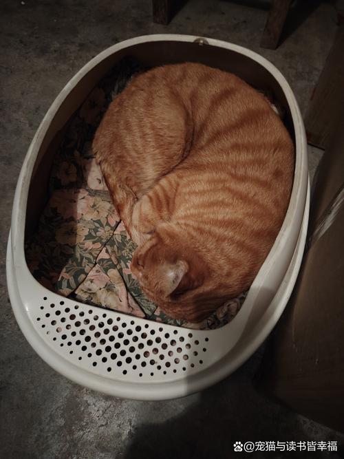 猫突然在猫砂盆里待着_安全感或健康问题? 猫突然在猫砂盆里待着_安全感或健康问题?