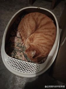 猫突然在猫砂盆里待着_安全感或健康问题？