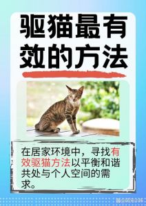 对付野猫最狠的一招_野猫讨厌这些，用它们驱赶，保持人道