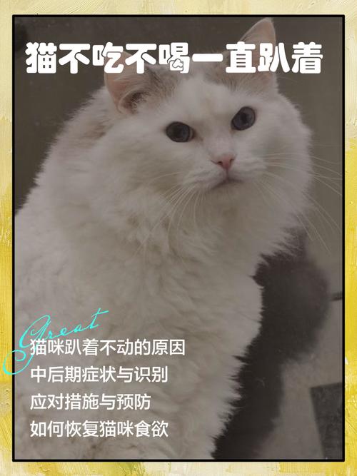 猫5天不吃不喝能死吗_猫咪断粮超3天危险,速救保命! 猫5天不吃不喝能死吗_猫咪断粮超3天危险,速救保命!