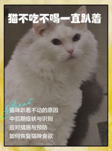 猫5天不吃不喝能死吗_猫咪断粮超3天危险，速救保命！