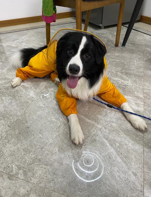 2个月边牧怎么训练大小便_边牧小便针尖样？训练观察助成长