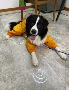 2个月边牧怎么训练大小便_边牧小便针尖样？训练观察助成长