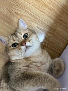 十个月的猫是成年了吗_发育与照顾要点