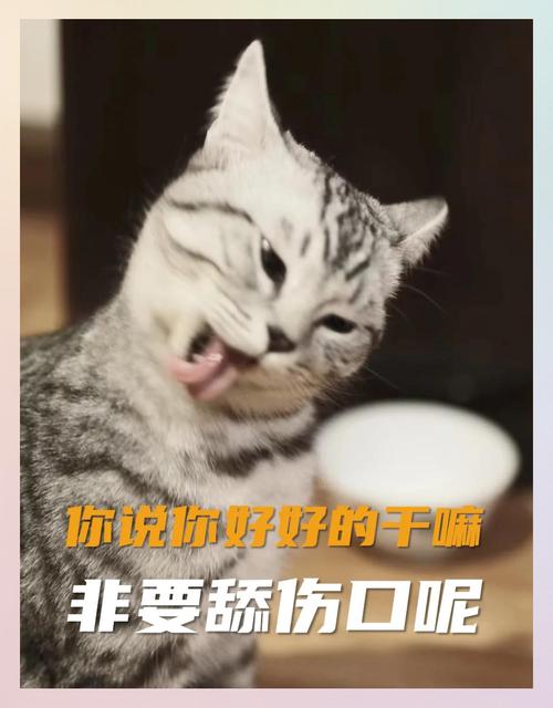 猫猫舔了一口菜人能吃吗_猫舔食物不安全?高温消毒是关键! 猫猫舔了一口菜人能吃吗_猫舔食物不安全?高温消毒是关键!