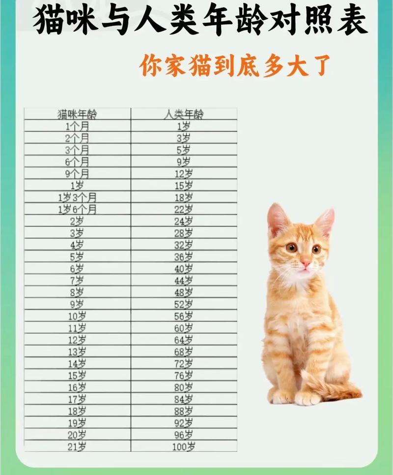 猫年龄对照表12年_猫咪11岁等于人60岁,寿命因照顾而异 猫年龄对照表12年_猫咪11岁等于人60岁,寿命因照顾而异