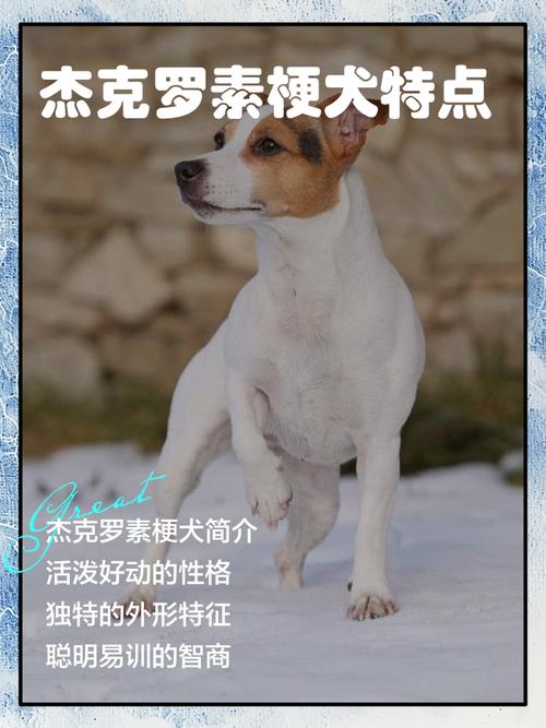 杰克罗素梗:高颜值猎犬,聪明活泼忠诚,饲养需注意! 杰克罗素梗:高颜值猎犬,聪明活泼忠诚,饲养需注意!
