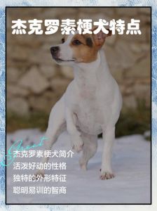 杰克罗素梗：高颜值猎犬，聪明活泼忠诚，饲养需注意！