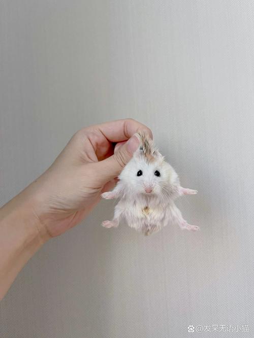 老婆婆仓鼠公母分辨图_公母仓鼠怎么分?看脸看胡须! 老婆婆仓鼠公母分辨图_公母仓鼠怎么分?看脸看胡须!