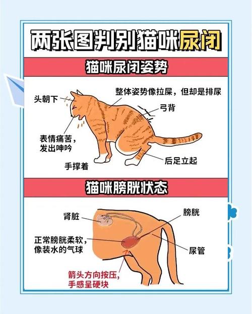 猫多久不拉屎尿算正常_猫咪不排便?饮食环境要注意,及时就医保健康! 猫多久不拉屎尿算正常_猫咪不排便?饮食环境要注意,及时就医保健康!