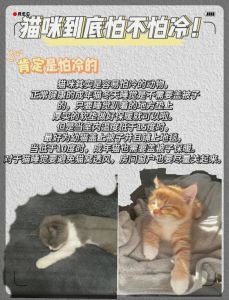 16摄氏度猫咪怕冷吗_猫咪怕冷吗？幼老病弱易冷，注意保暖