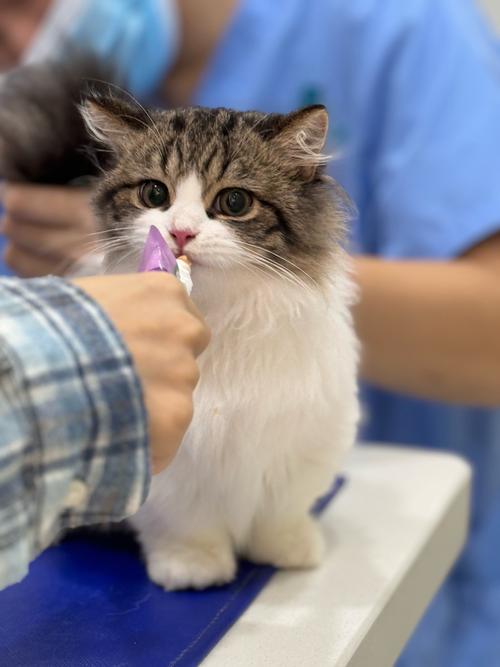 猫几个月开始训练比较合适_3个月是猫咪最佳训练期,零食正向强化,耐心培养好习惯 猫几个月开始训练比较合适_3个月是猫咪最佳训练期,零食正向强化,耐心培养好习惯