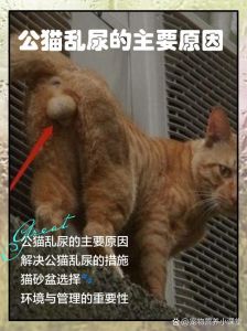 猫喜欢尿在主人衣服表达什么_猫咪衣物尿标记亲密本能