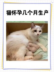 猫猫几个月算成年_猫咪成长发育周期与饲养要点