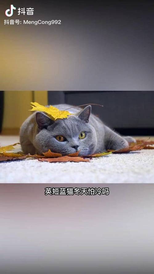 蓝猫冬天怕冷吗_蓝猫怕冷,冬季保暖防感冒 蓝猫冬天怕冷吗_蓝猫怕冷,冬季保暖防感冒