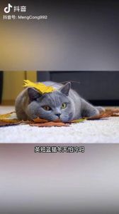 蓝猫冬天怕冷吗_蓝猫怕冷，冬季保暖防感冒