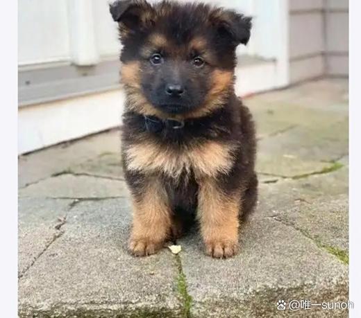 警犬导盲犬属于什么狗_导盲犬警犬工作犬,训练不同任务各异 警犬导盲犬属于什么狗_导盲犬警犬工作犬,训练不同任务各异