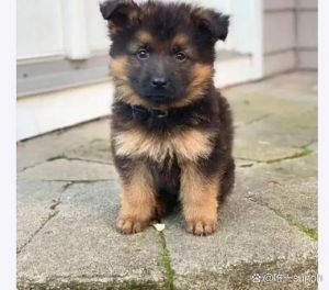 警犬导盲犬属于什么狗_导盲犬警犬工作犬，训练不同任务各异