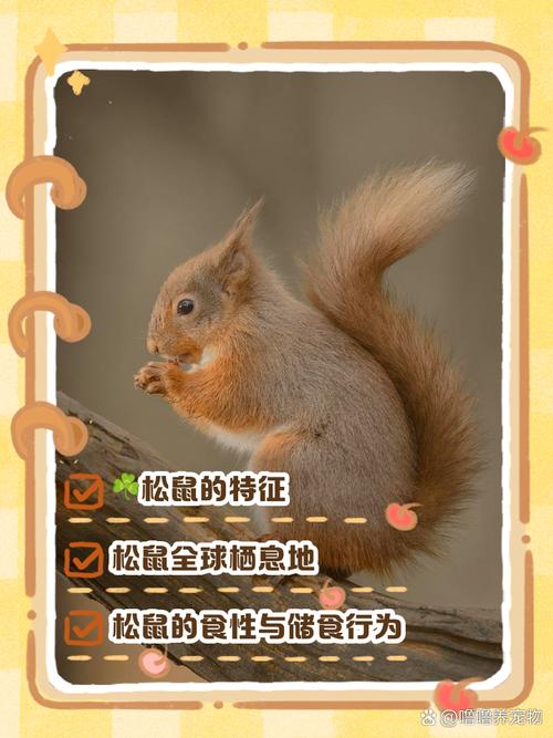 养松鼠的好处和坏处_养松鼠好还是难?优缺点与饲养提醒 养松鼠的好处和坏处_养松鼠好还是难?优缺点与饲养提醒
