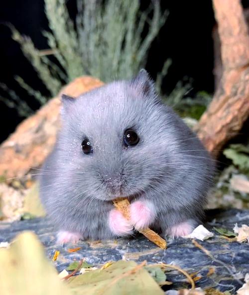 侏儒仓鼠公母参照图_新手分公母仓鼠,看乳头体型屁股尖,独居要分笼! 侏儒仓鼠公母参照图_新手分公母仓鼠,看乳头体型屁股尖,独居要分笼!