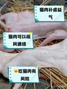 猫猫可以吃猪肉脯吗_猪肉脯对猫有害，含盐糖多，不宜喂食