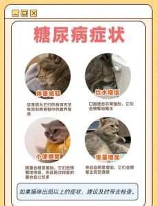 不建议猫吃复合维生素的原因_猫咪补充维生素B族要小心，选对产品更安全！