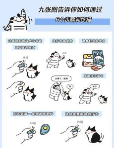 如何训练小猫_10招让猫咪乖巧听话，先建信任多奖励！