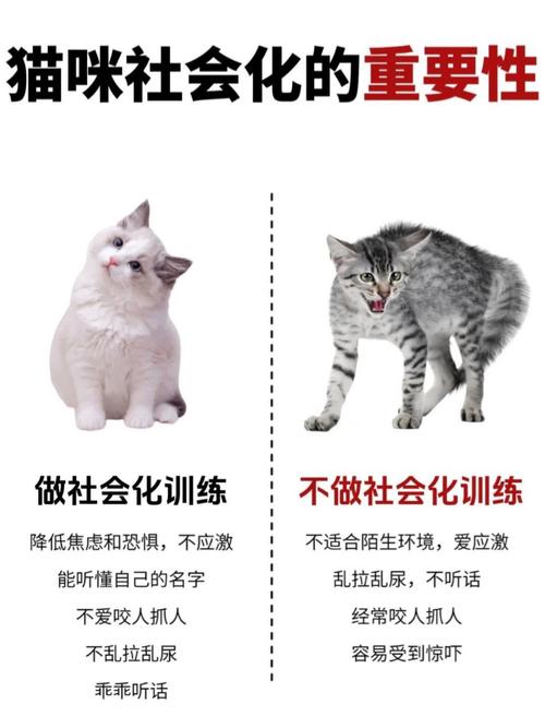 猫五个月还能做社会化训练吗_塑造温顺性格 猫五个月还能做社会化训练吗_塑造温顺性格