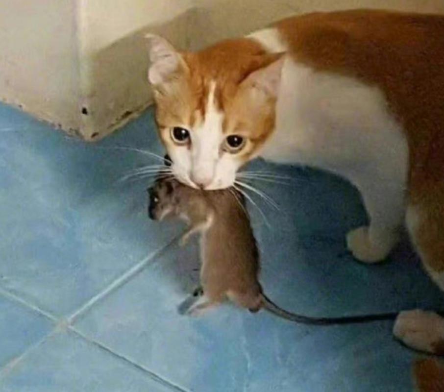 宠物猫会抓老鼠吗_家猫有抓老鼠本能吗? 宠物猫会抓老鼠吗_家猫有抓老鼠本能吗?