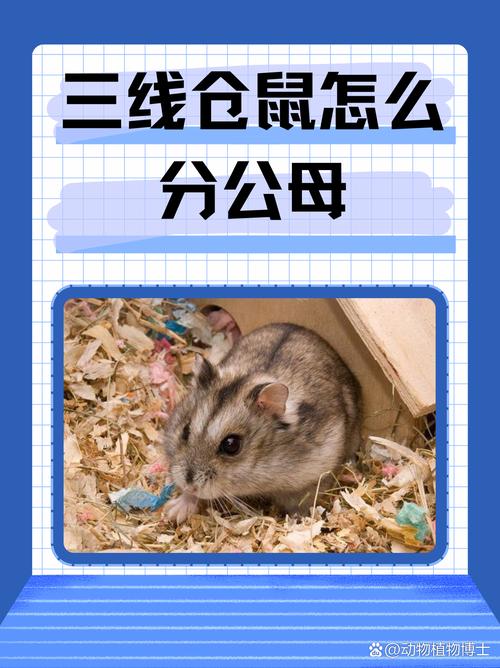 小仓鼠公母对照图片_分辨公母仓鼠有妙招！