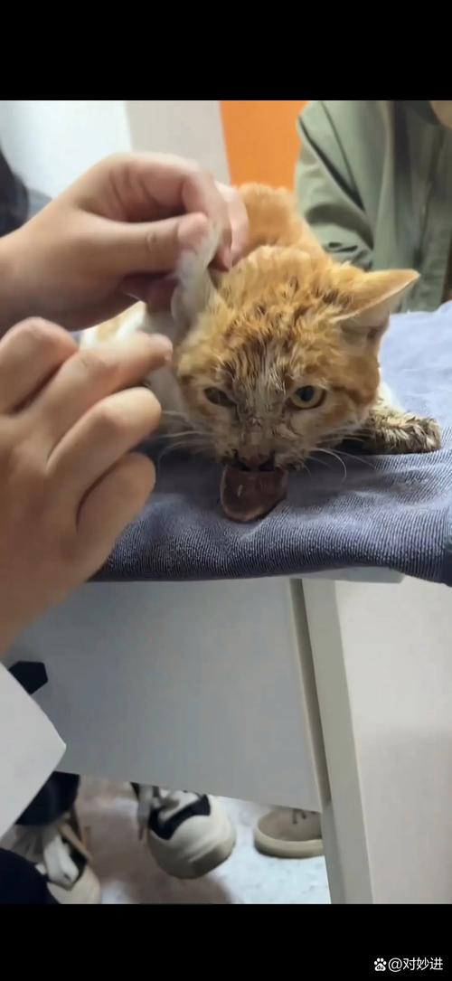 猫被主人打求饶表现_别打猫了，它们会害怕记仇，试试温柔引导！