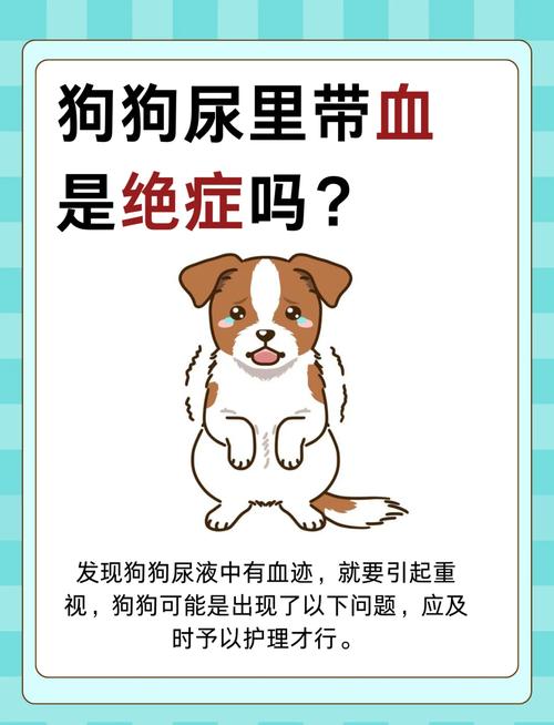 一岁多的狗狗总是在家小便怎么办_狗狗乱排泄?幼犬老犬原因与训练方法 一岁多的狗狗总是在家小便怎么办_狗狗乱排泄?幼犬老犬原因与训练方法