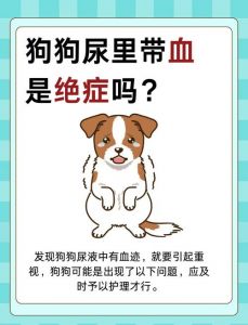 一岁多的狗狗总是在家小便怎么办_狗狗乱排泄？幼犬老犬原因与训练方法