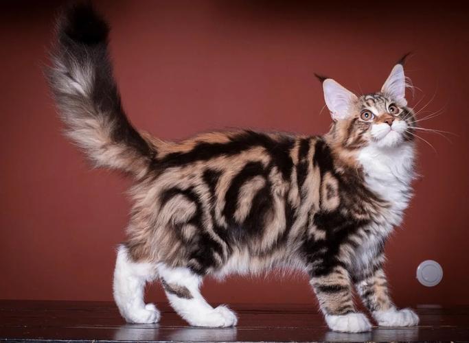 缅因猫抓老鼠厉害吗_聪明粘人大型猫,需精心照顾 缅因猫抓老鼠厉害吗_聪明粘人大型猫,需精心照顾