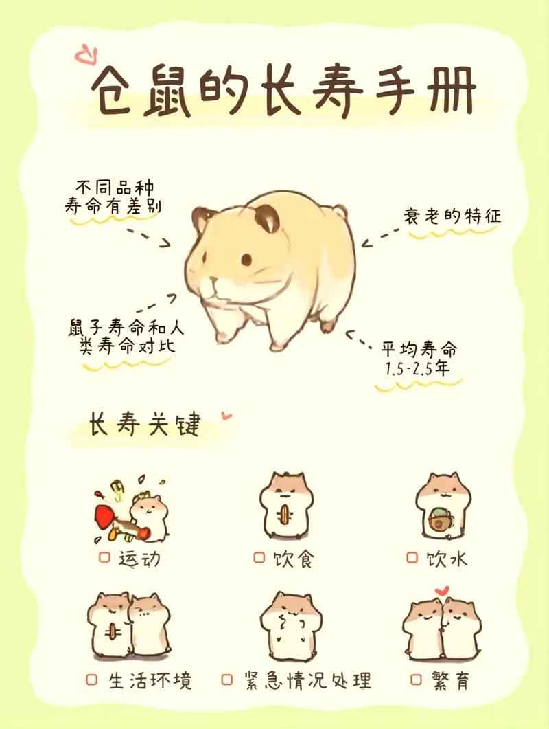 家鼠可以当宠物吗_温顺宠物鼠,饲养需注意 家鼠可以当宠物吗_温顺宠物鼠,饲养需注意