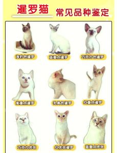 纯种暹罗猫+怎么鉴定_优雅V脸蓝眼睛重点色